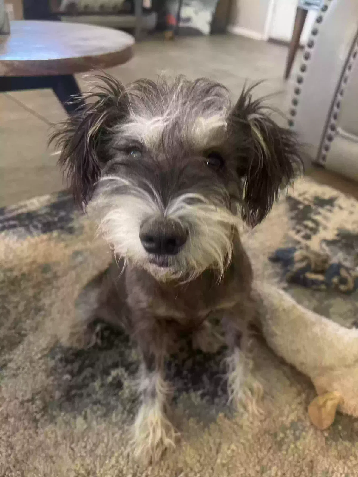 Lost dog in San Antonio, TX, 78239