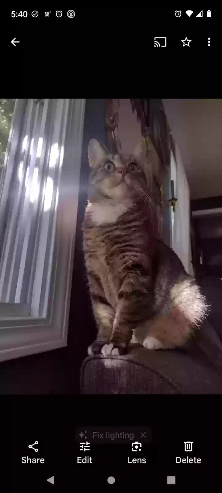 Lost cat in Kansas City, KS, 66101