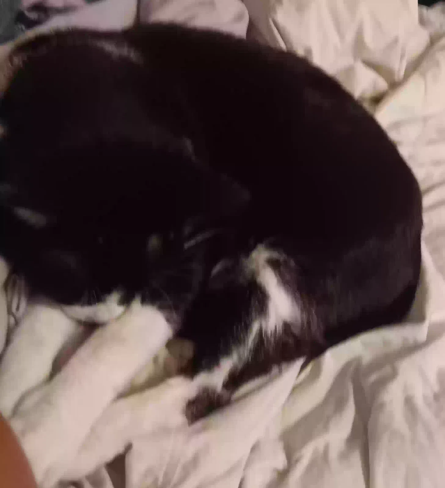 Lost cat in Chatsworth, CA, 91311