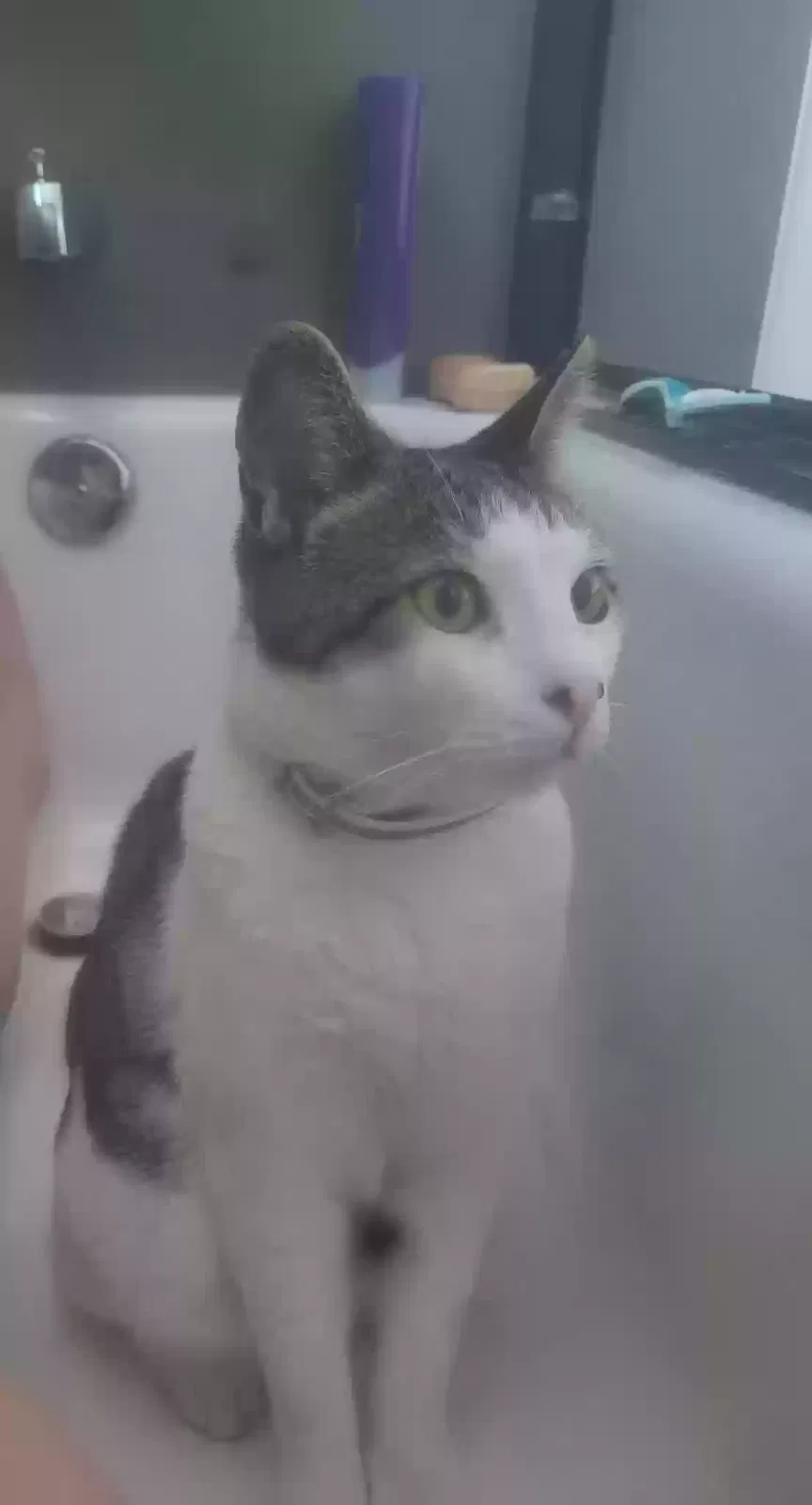 Lost cat in Citrus Heights, CA, 95621