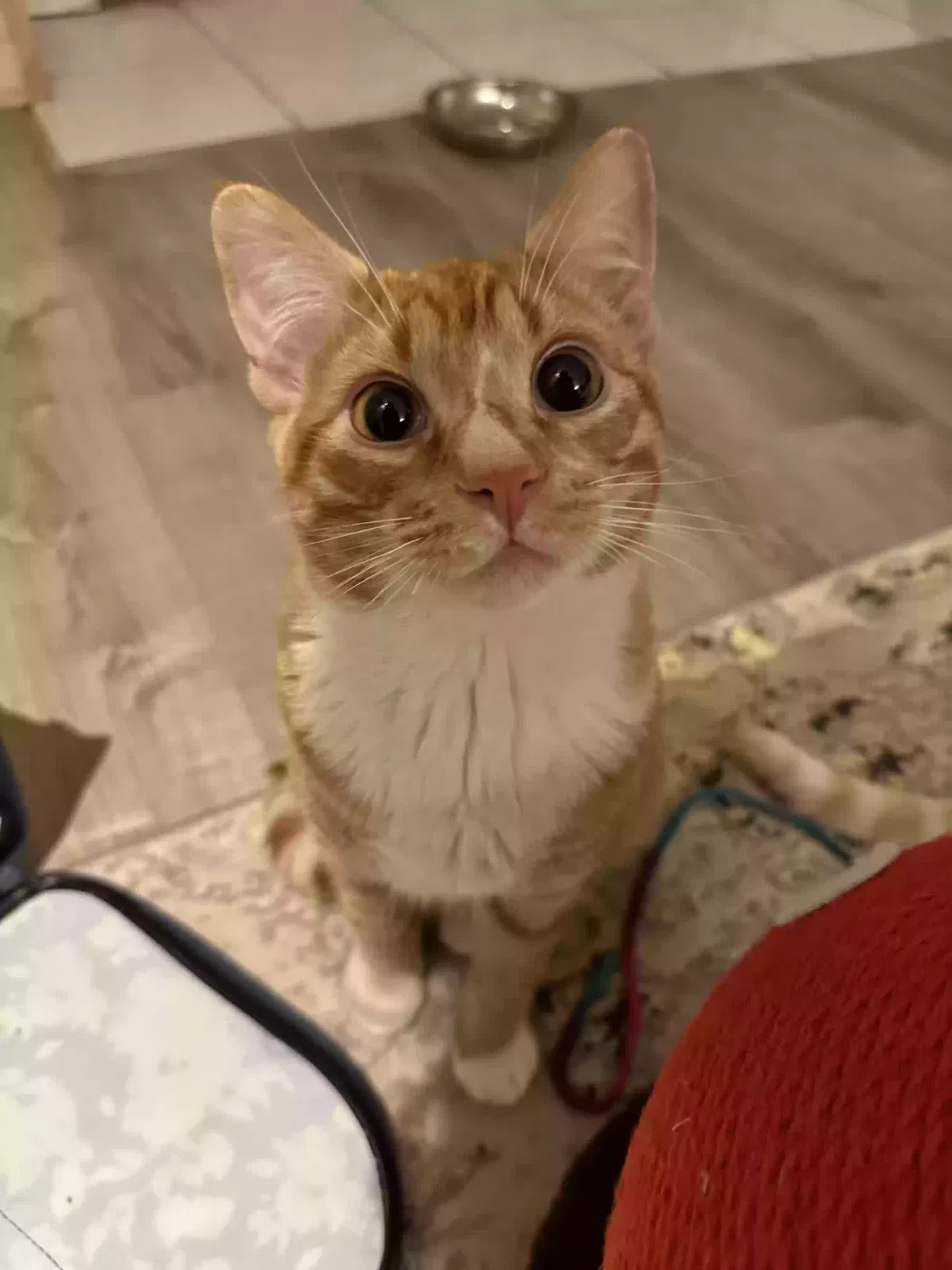 Lost cat in Portland, OR, 97219