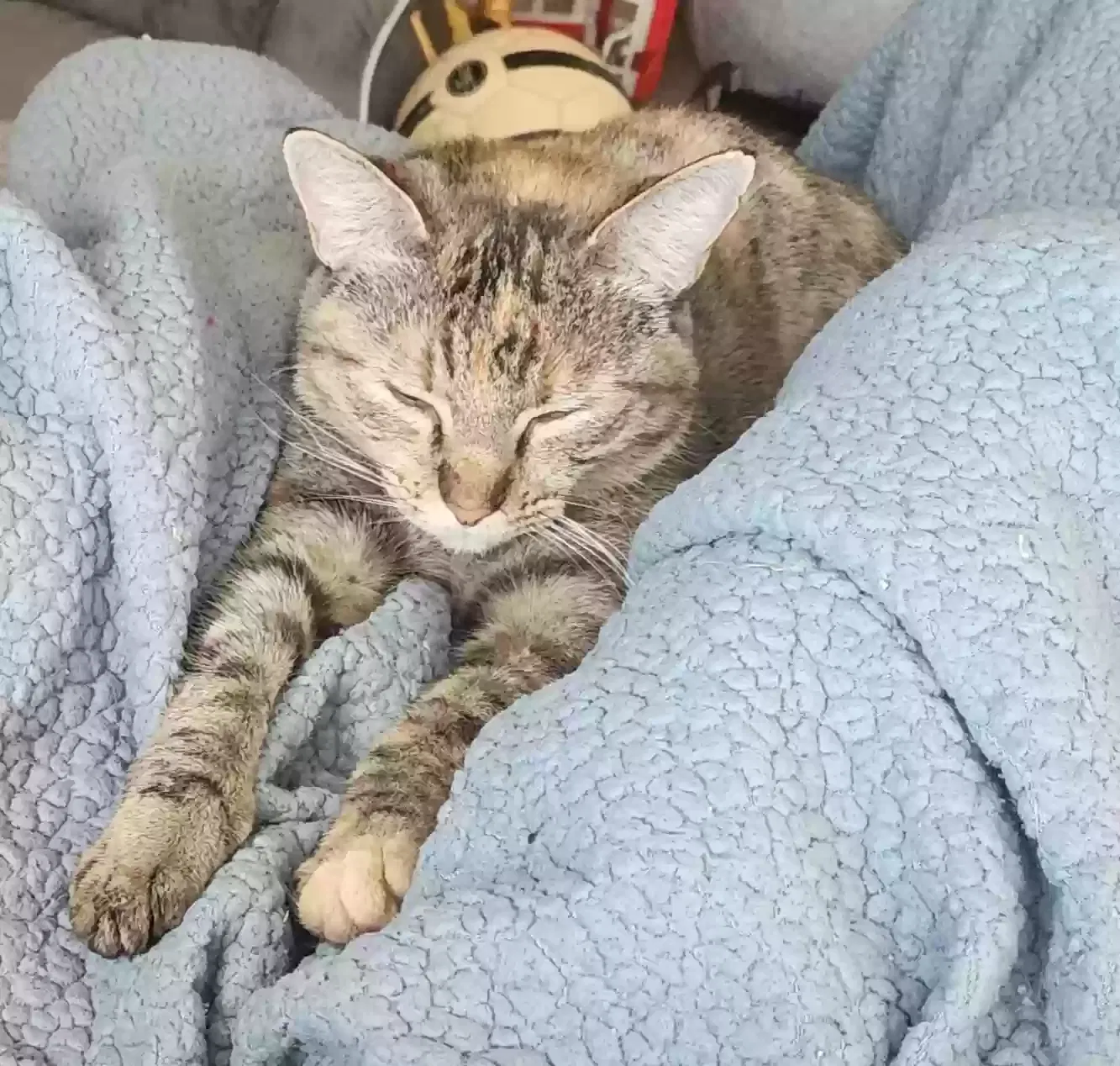 Lost cat in Altoona, IA, 50009