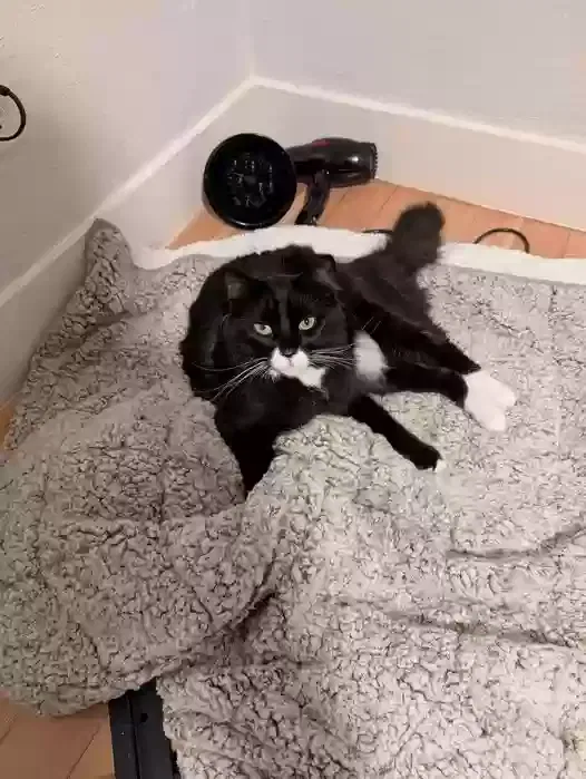Lost cat in Martinez, CA, 94553
