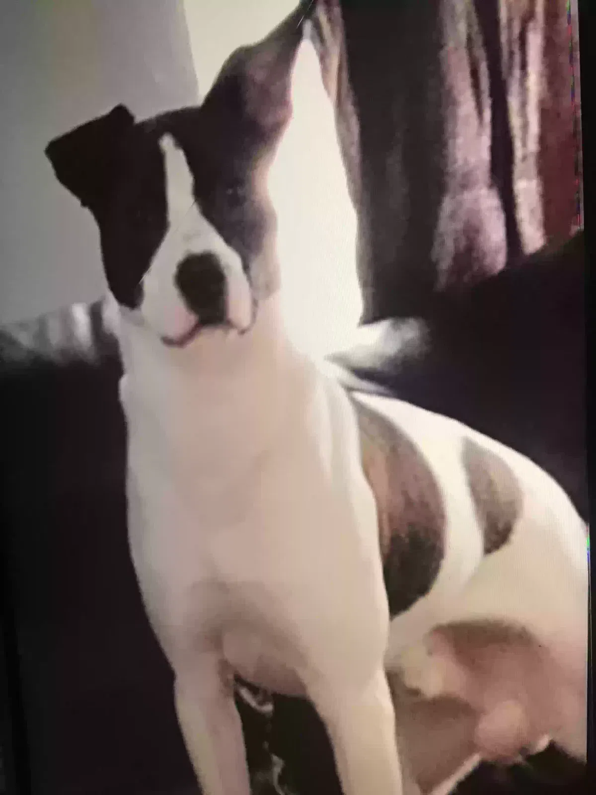 Lost dog in Houston, TX, 77066