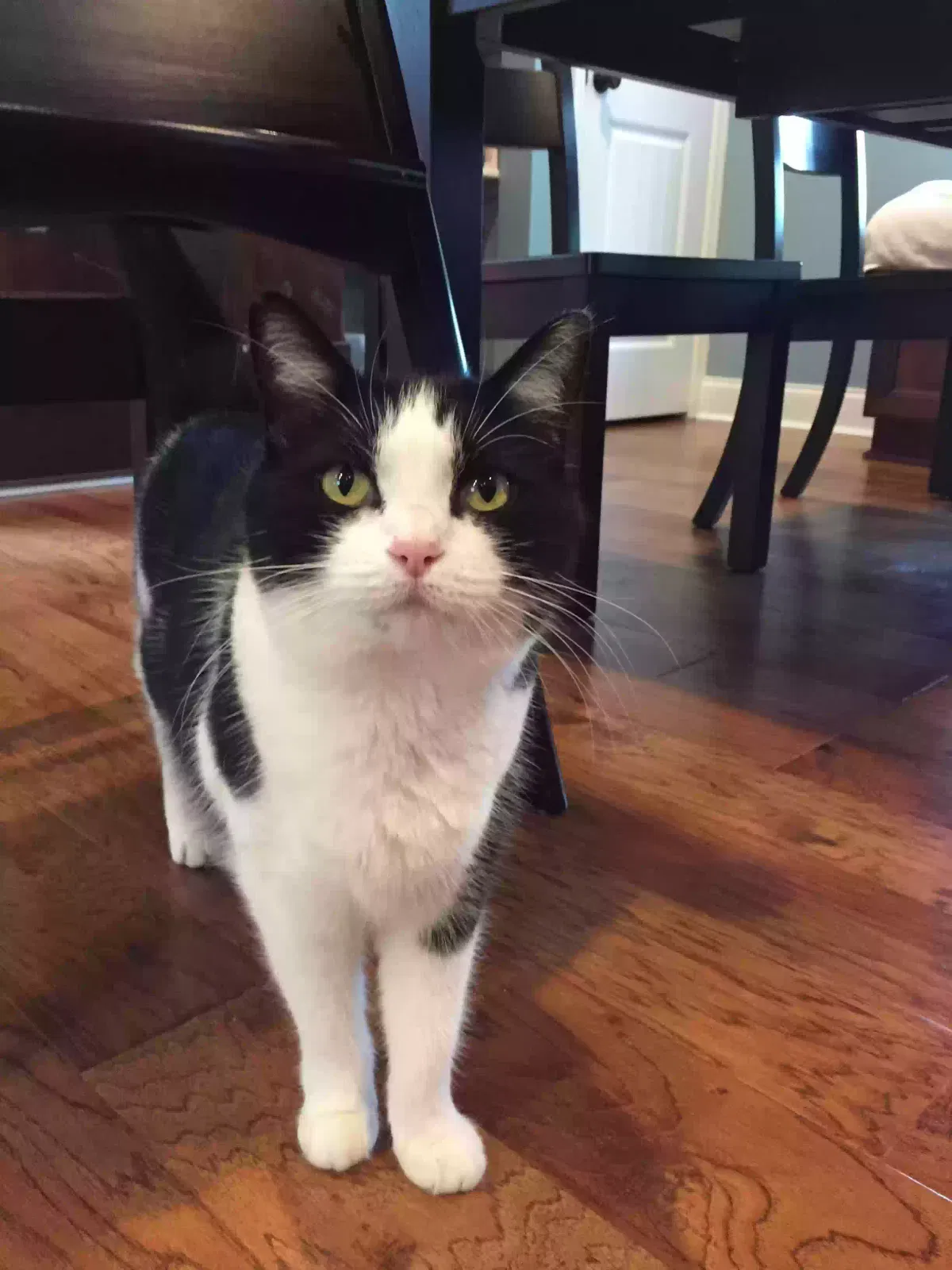 Lost cat in Mount Juliet, TN, 37122