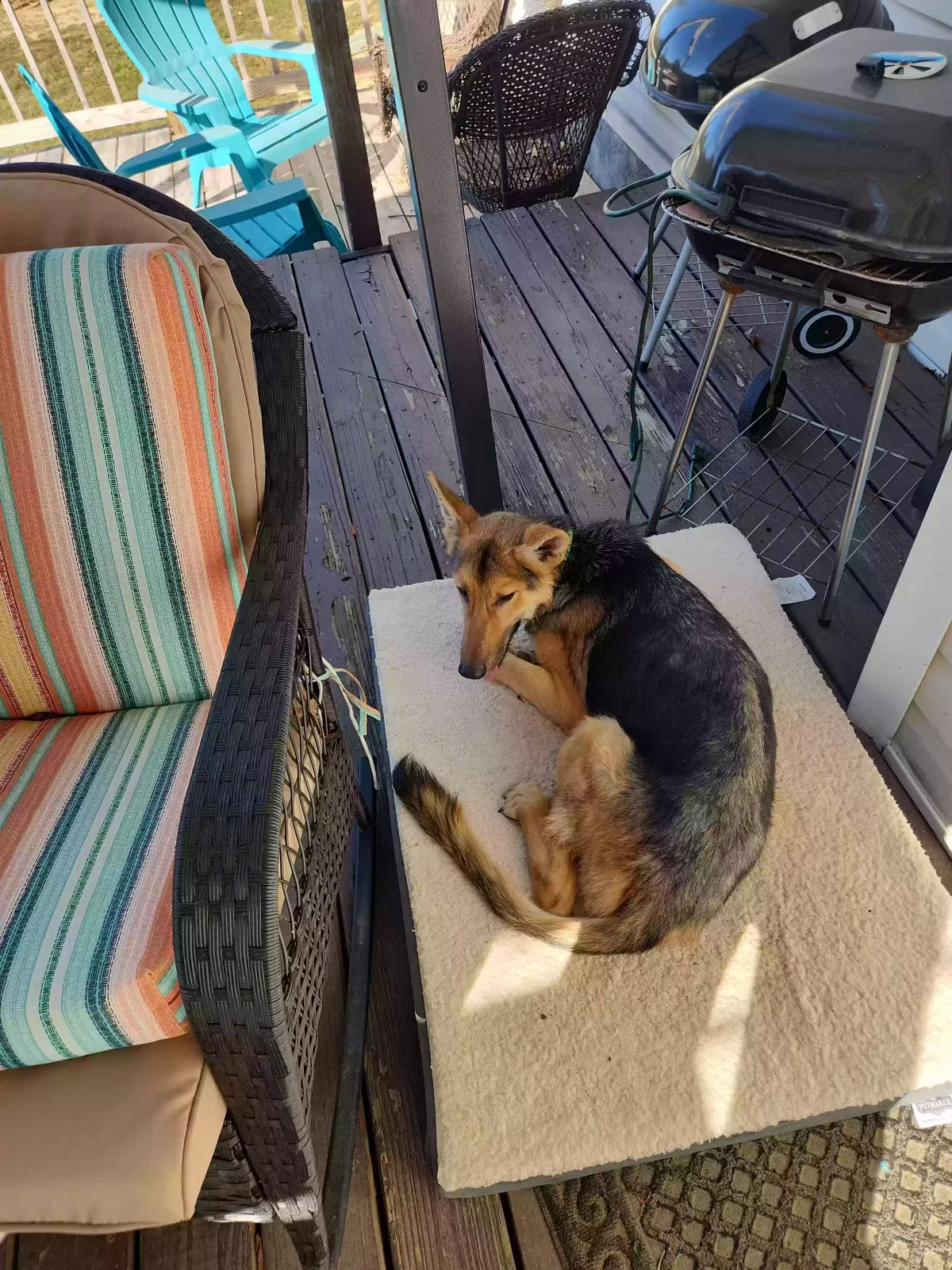 Lost dog in Avenal, CA, 93204