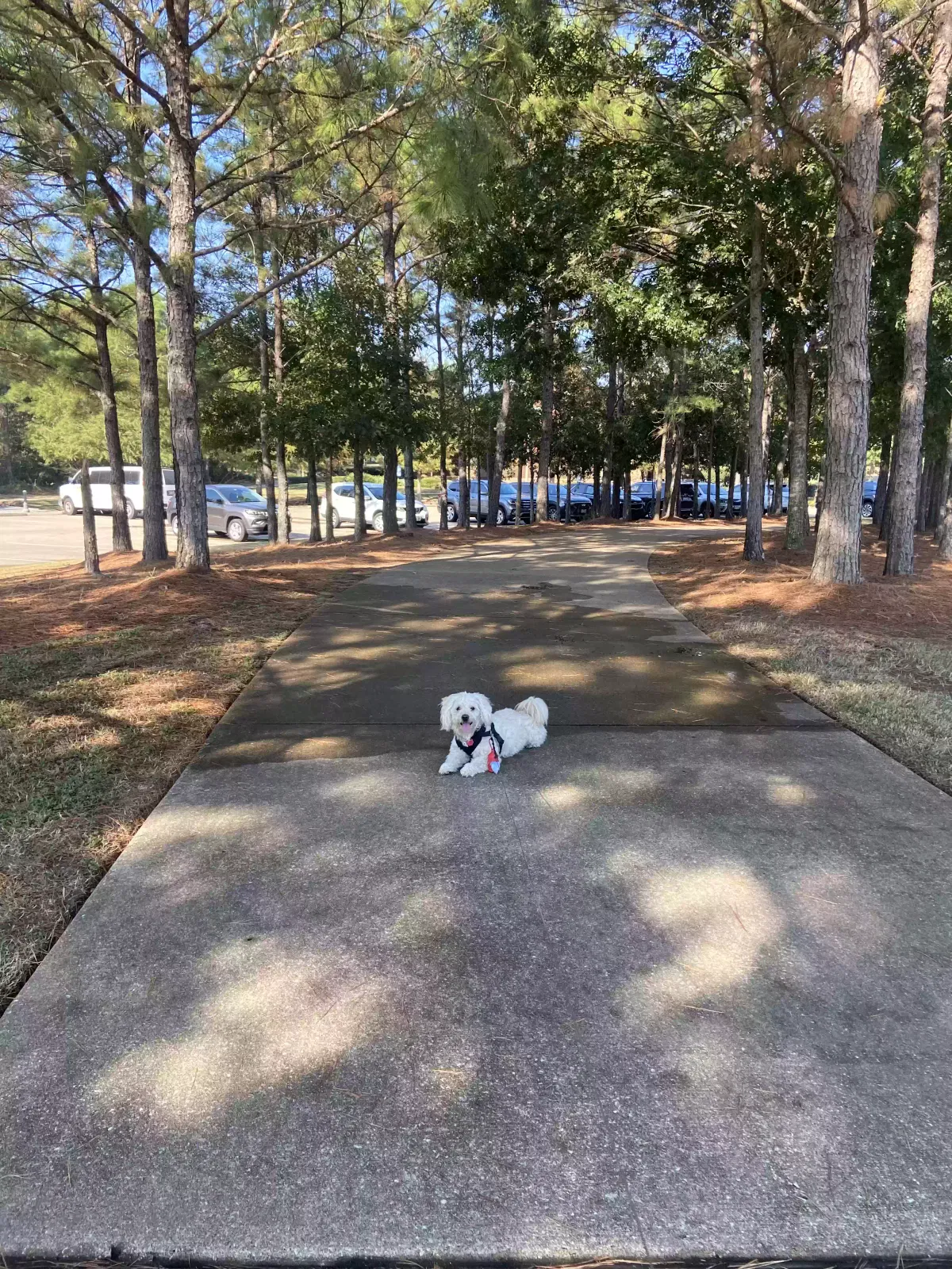 Lost dog in Spring, TX, 77389