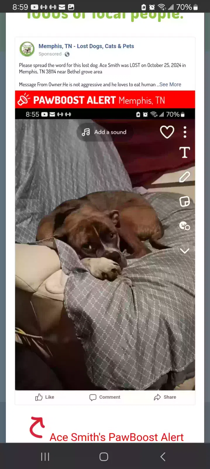 Lost dog in Memphis, TN, 38114