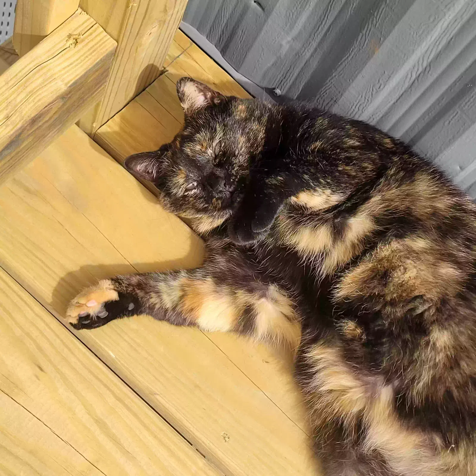 Lost cat in New Castle, DE, 19720