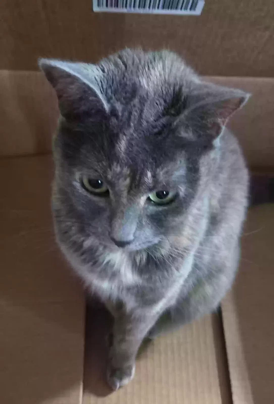 Lost cat in Philadelphia, PA, 19128