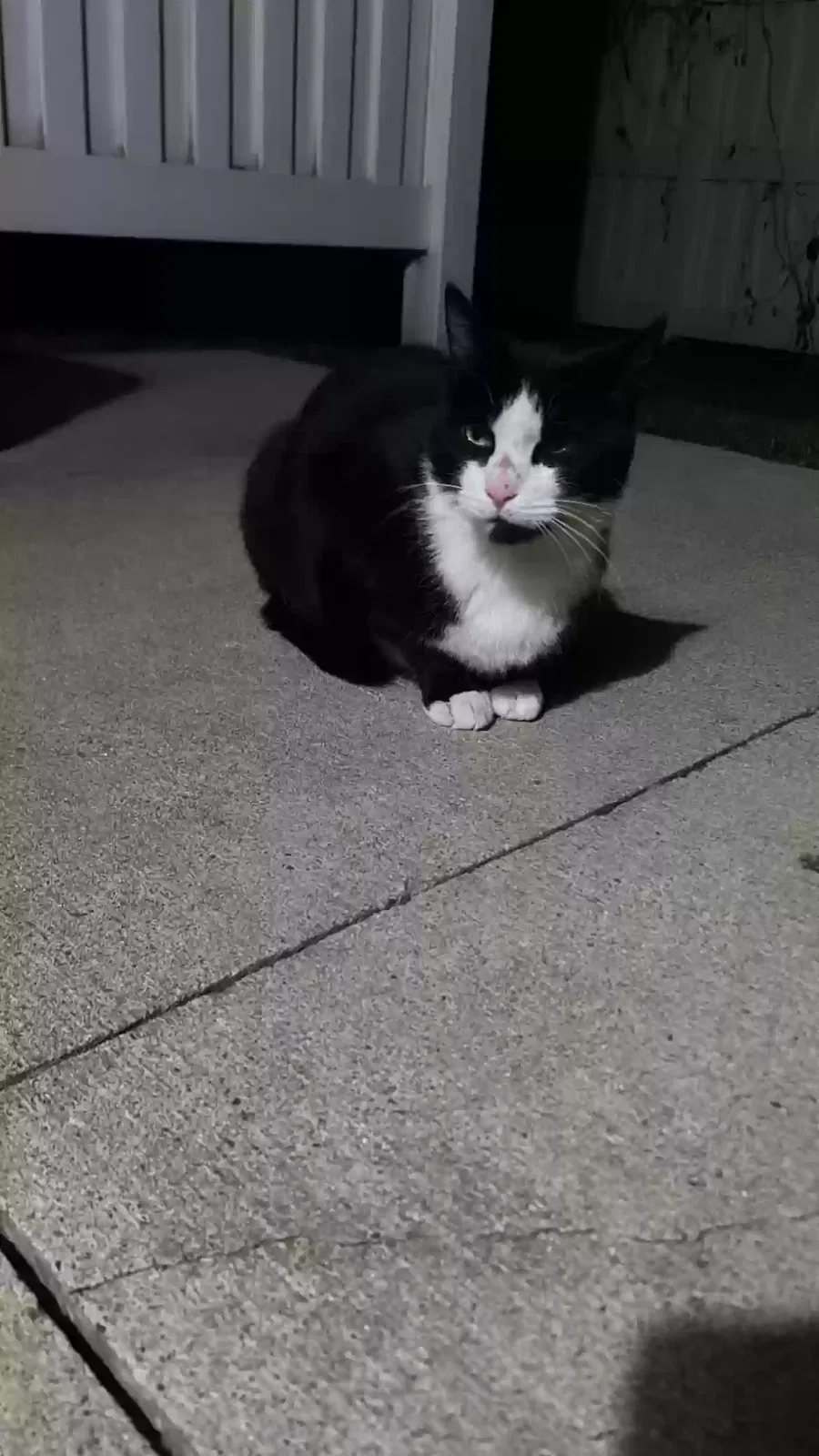 Found cat in Mankato, MN, 56003