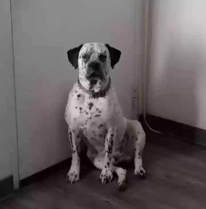 Lost dog in Las Vegas, NV, 89115