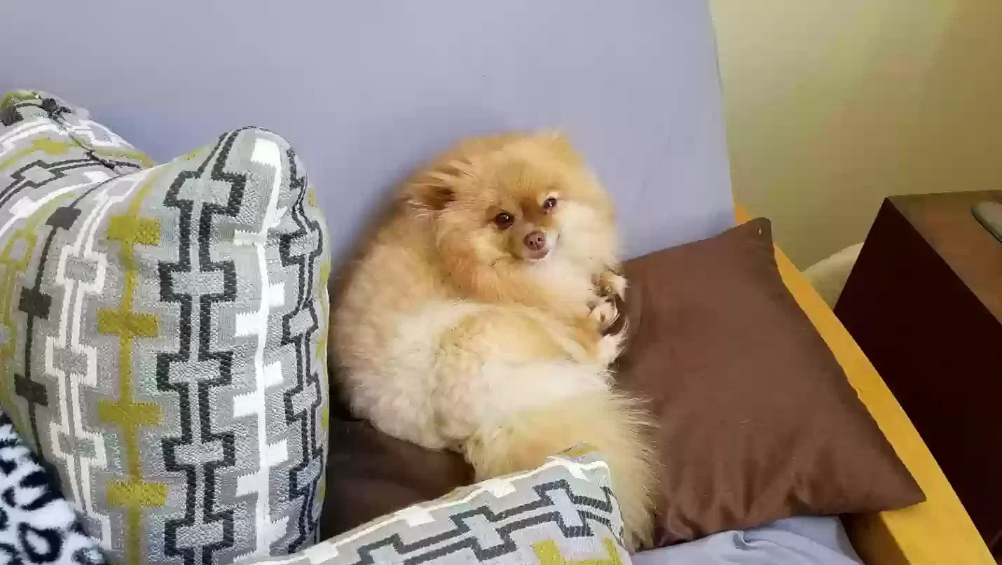 Lost dog in Escondido, CA, 92029