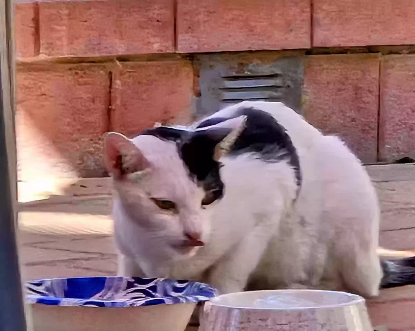Found cat in Canyon Country, CA, 91351