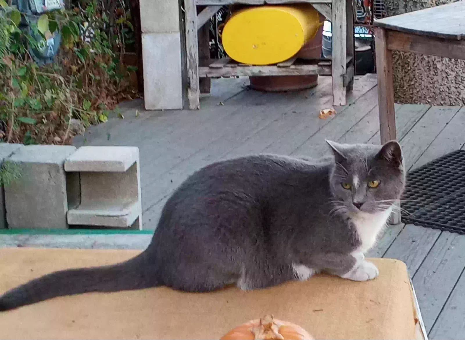 Lost cat in Monterey Park, CA, 91755