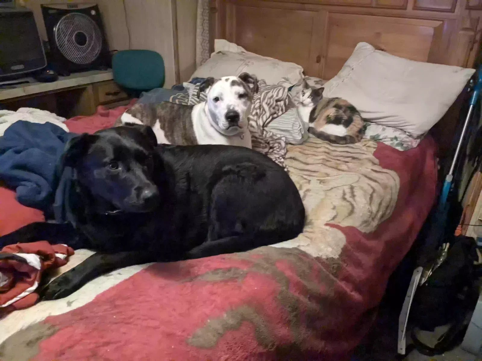 Lost dog in Nampa, ID, 83686