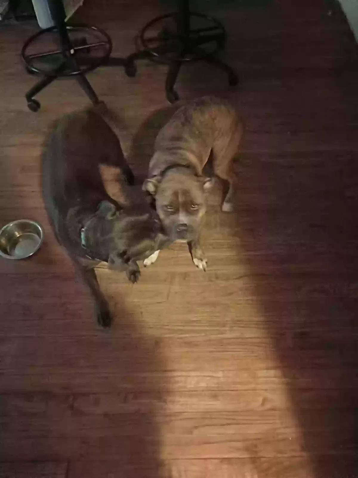Found dog in Memphis, TN, 38114