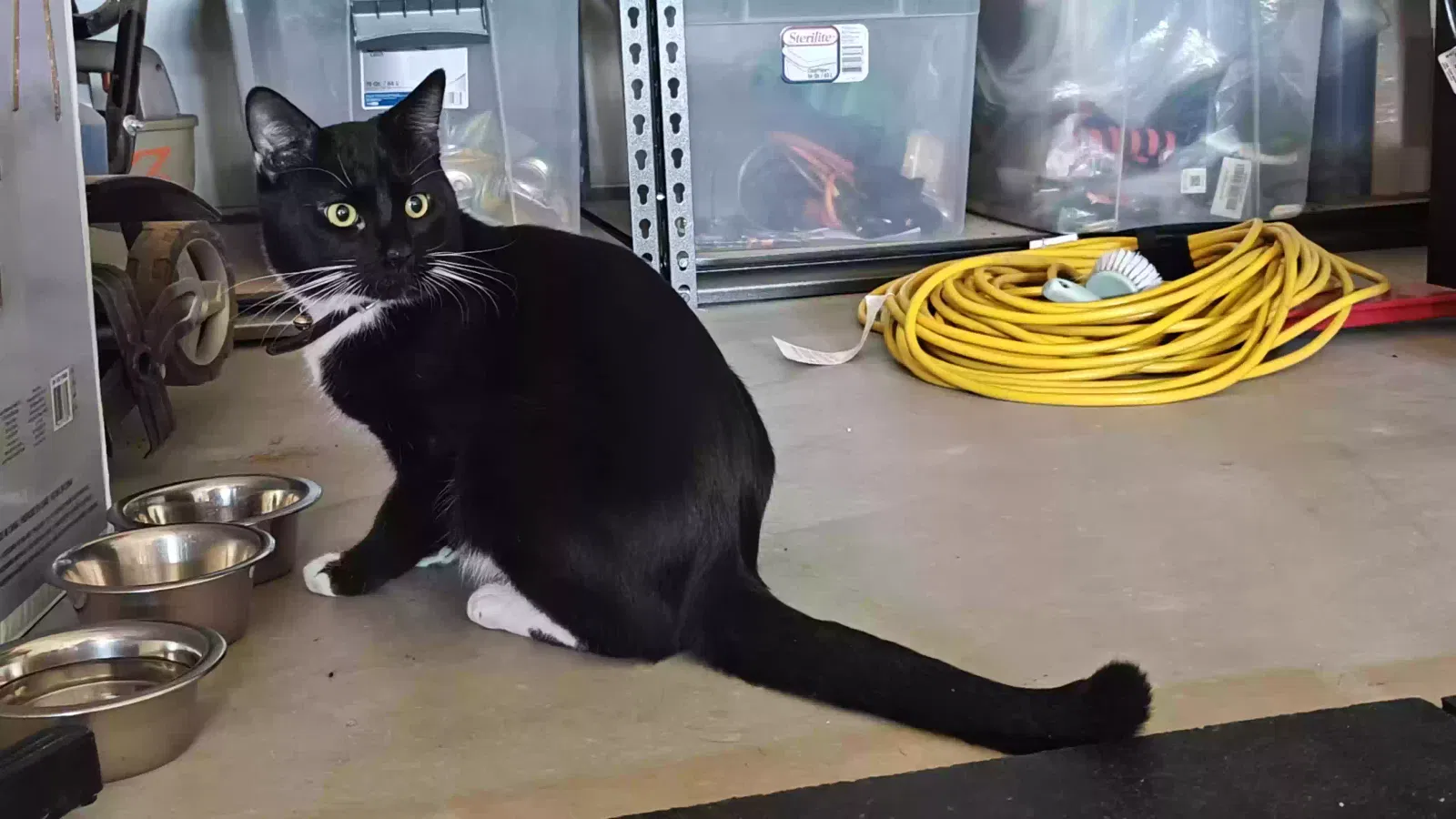Found cat in Winchester, CA, 92596