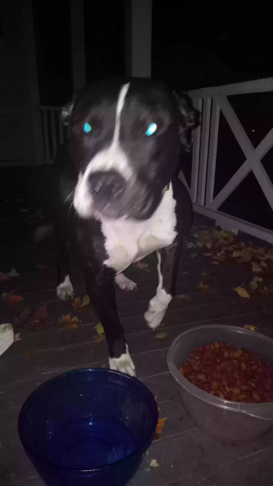 Found dog in Thayer, MO, 65791