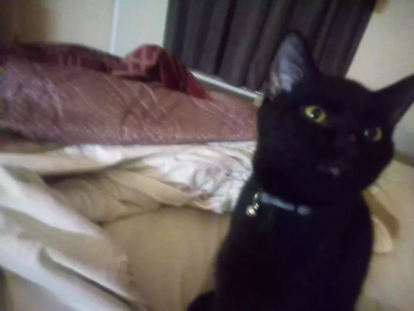 Lost cat in Warrior, AL, 35180