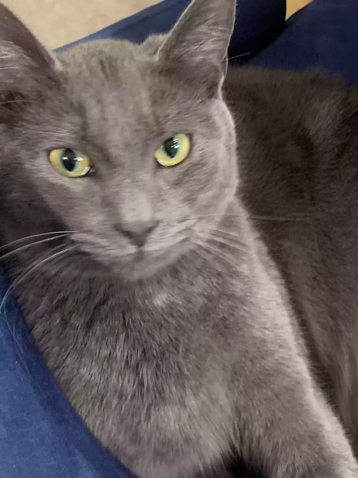 Lost cat in Happy Valley, OR, 97086