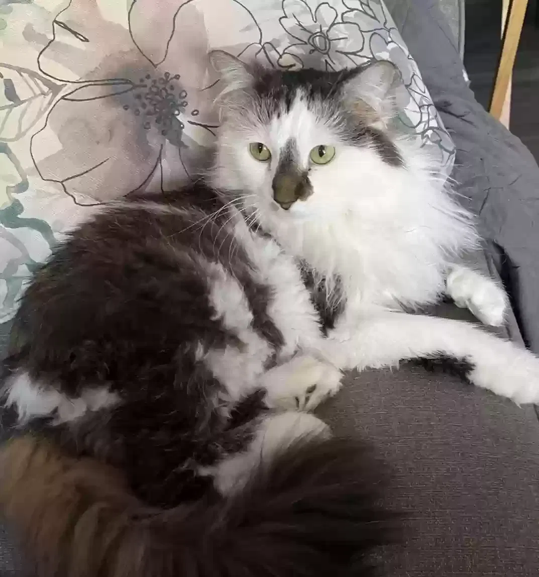 Lost cat in Portage, IN, 46368