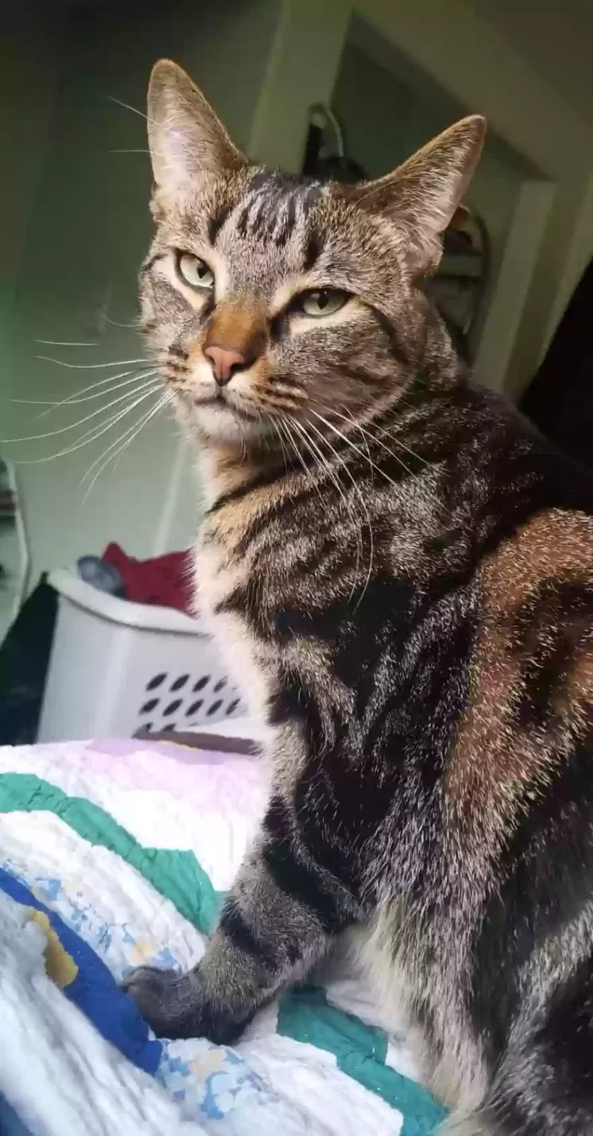 Lost cat in San Antonio, TX, 78253