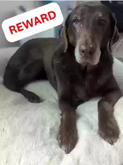 Lost dog in Louisville, TN, 37777