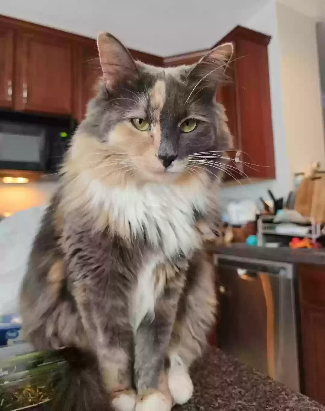 Lost cat in Saint Clairsville, OH, 43950