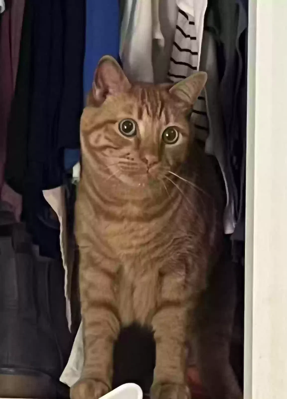 Lost cat in Mesa, AZ, 85212