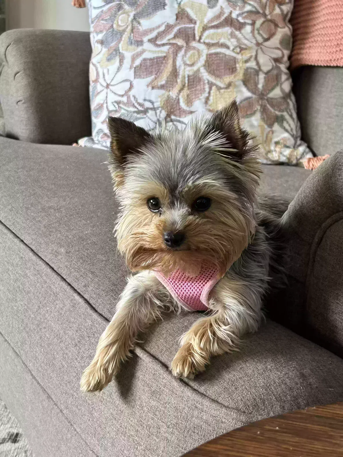Missing Dog