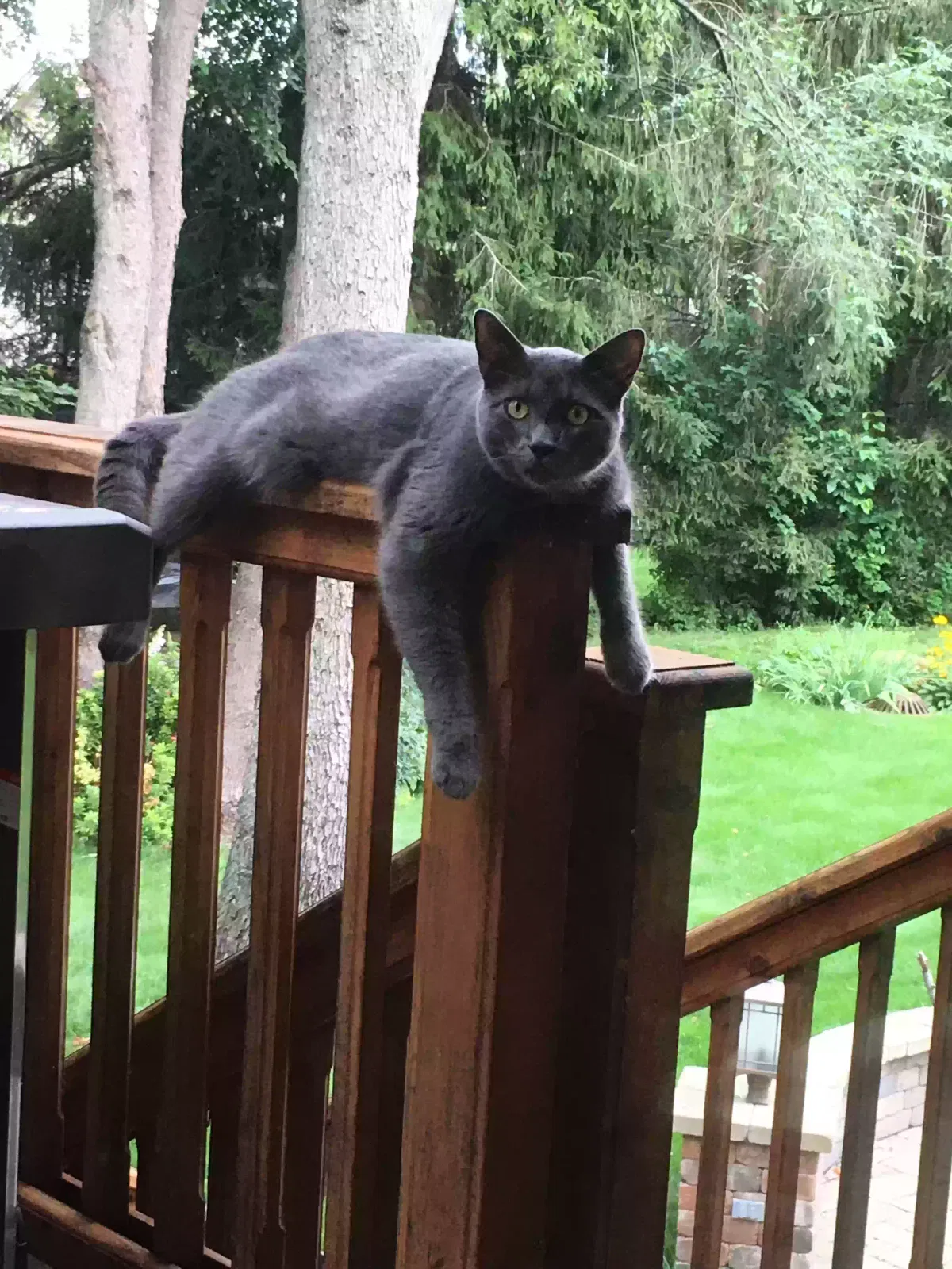 Lost cat in Clarkston, MI, 48346