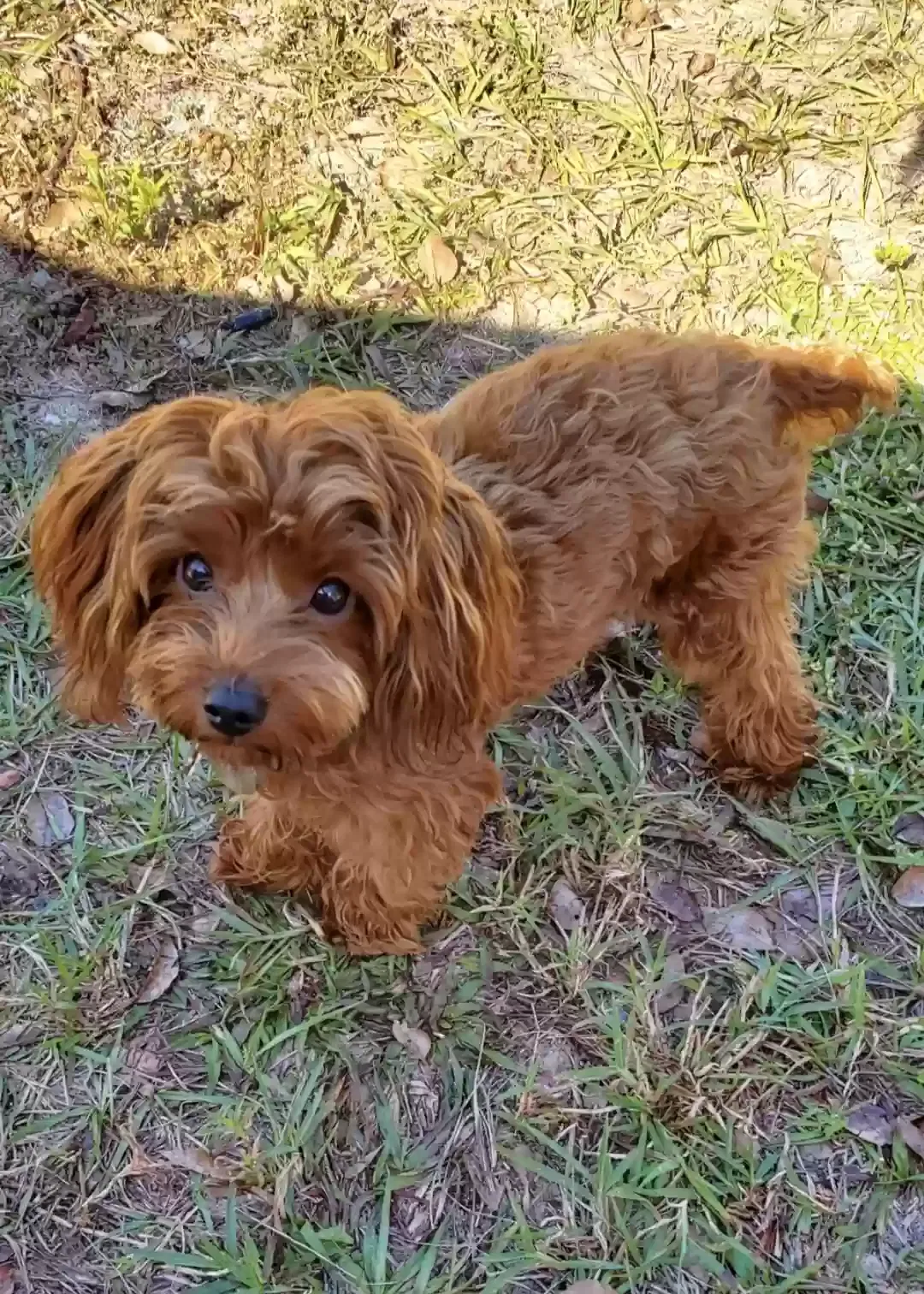 Lost dog in Wesley Chapel, FL, 33545
