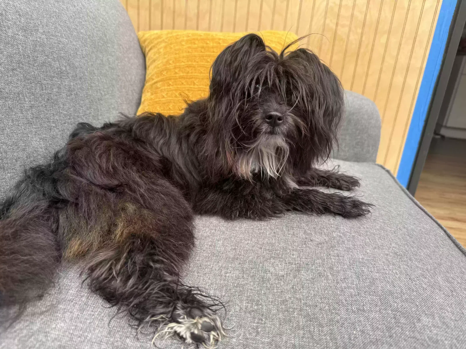 Lost dog in Greensboro, NC, 27403