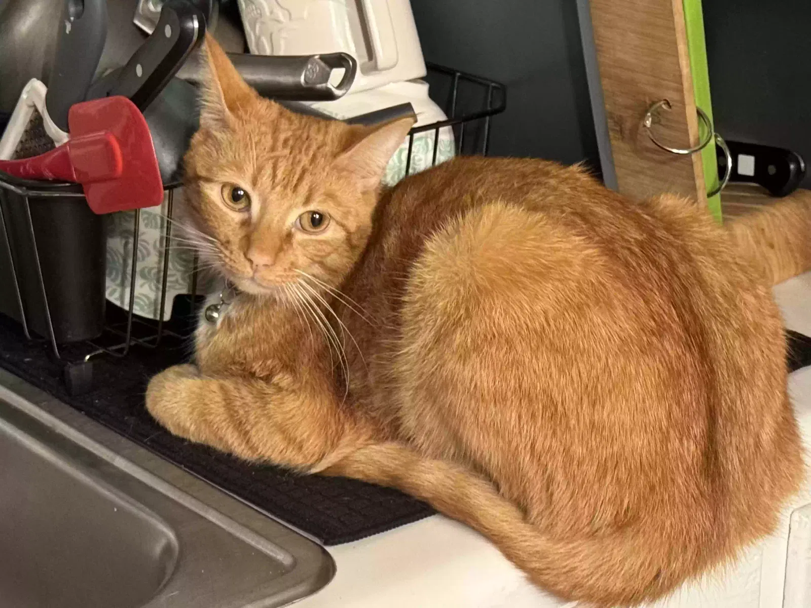 Lost cat in Clayton, NC, 27520