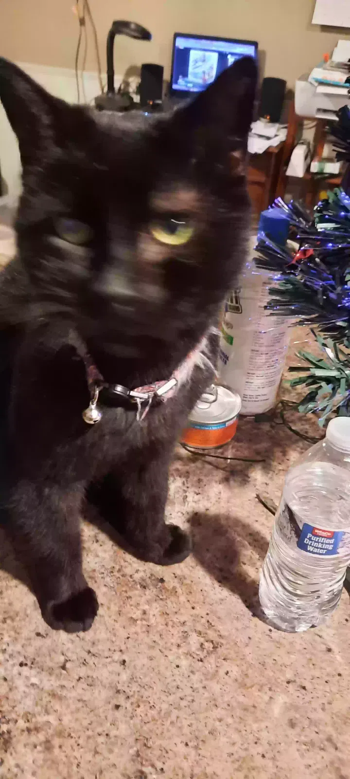 Lost cat in Junction City, OR, 97448