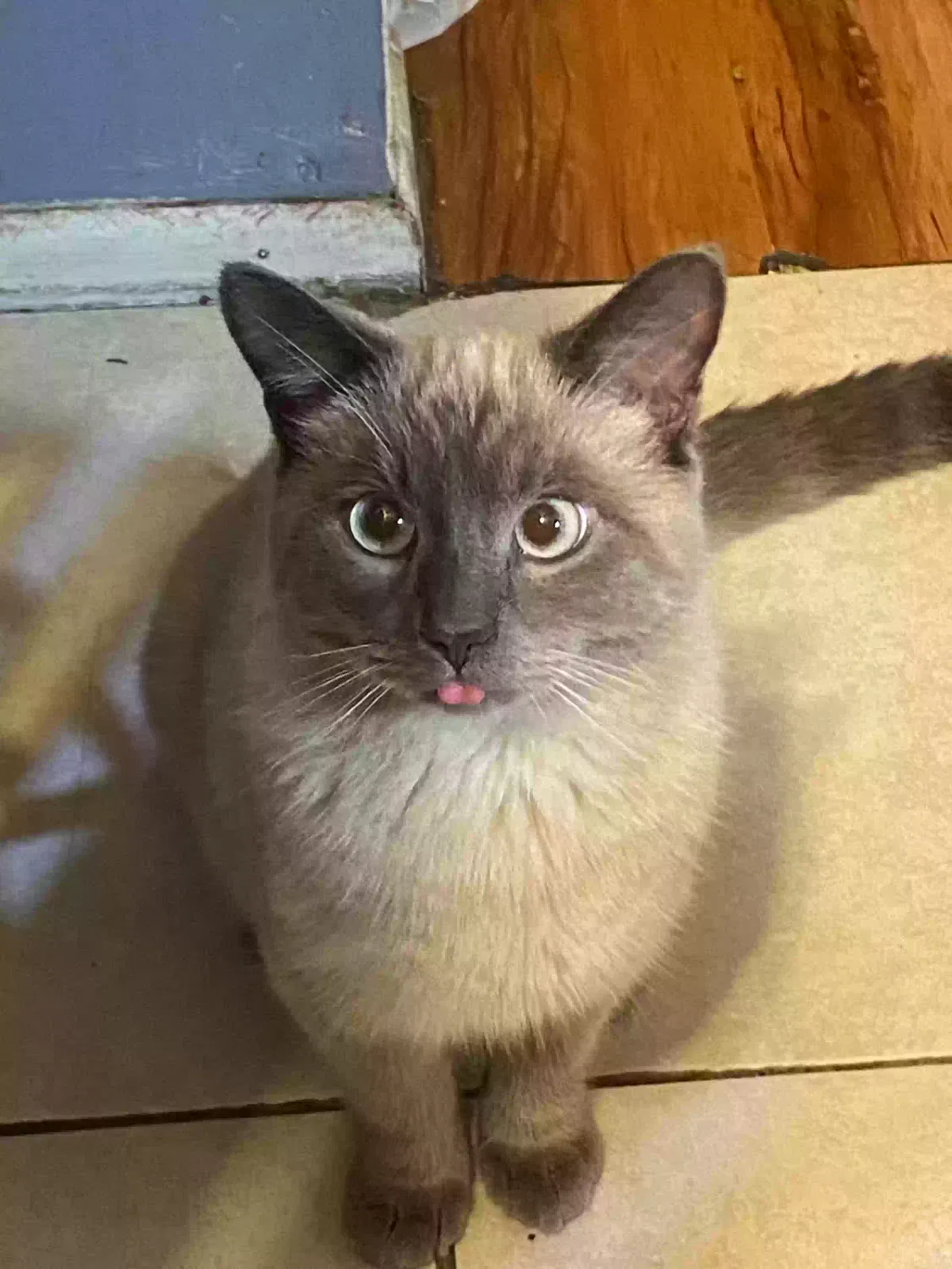 Lost cat in Mount Prospect, IL, 60056