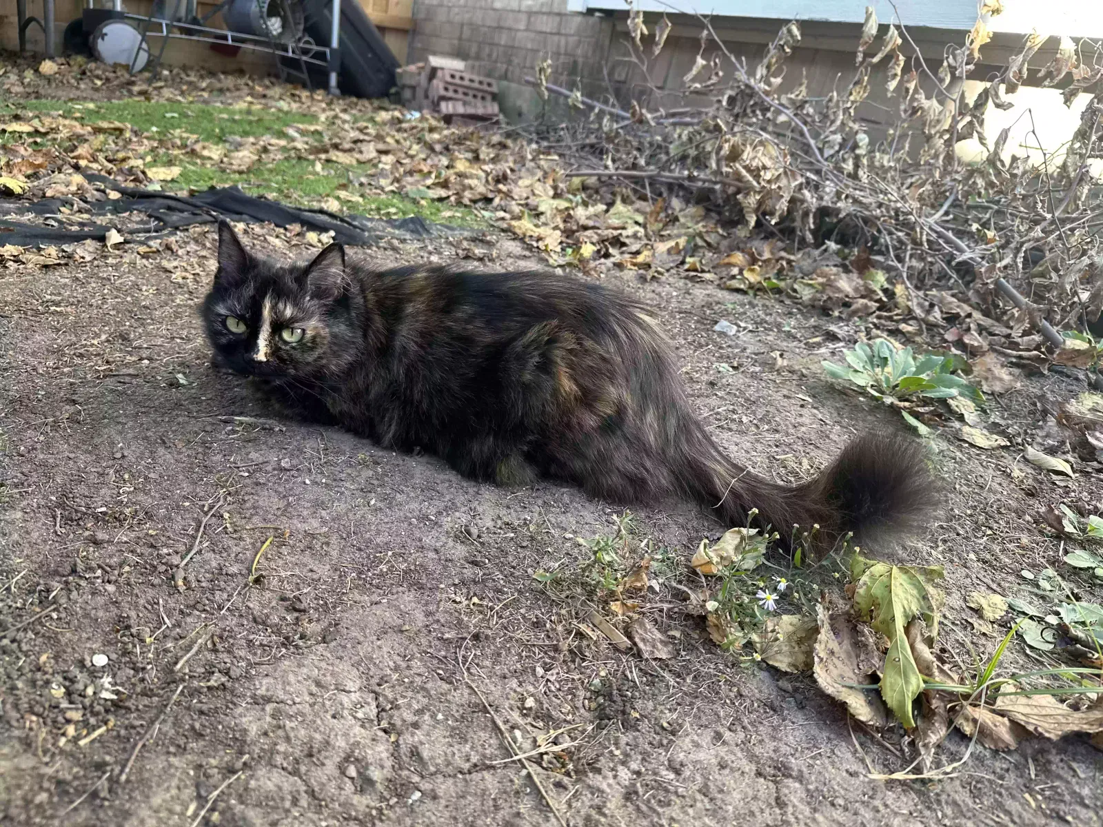 Lost cat in Lewisville, TX, 75067