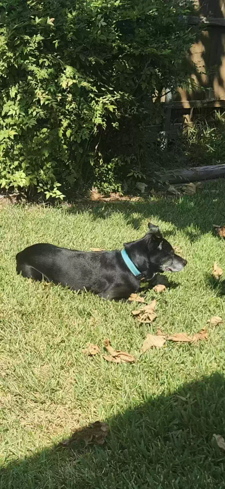 Lost dog in Garland, TX, 75041