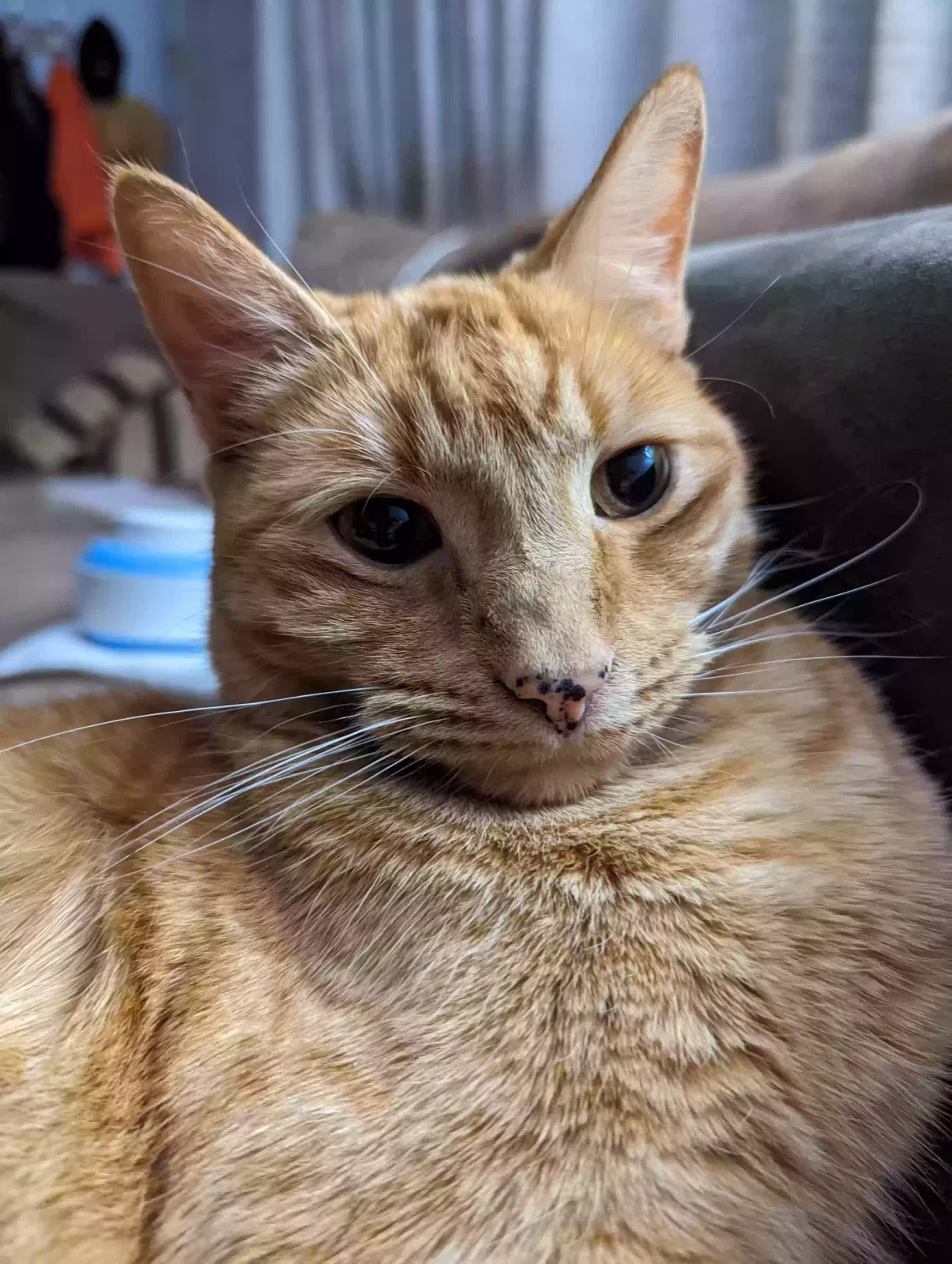 Lost cat in Riverside, CA, 92505