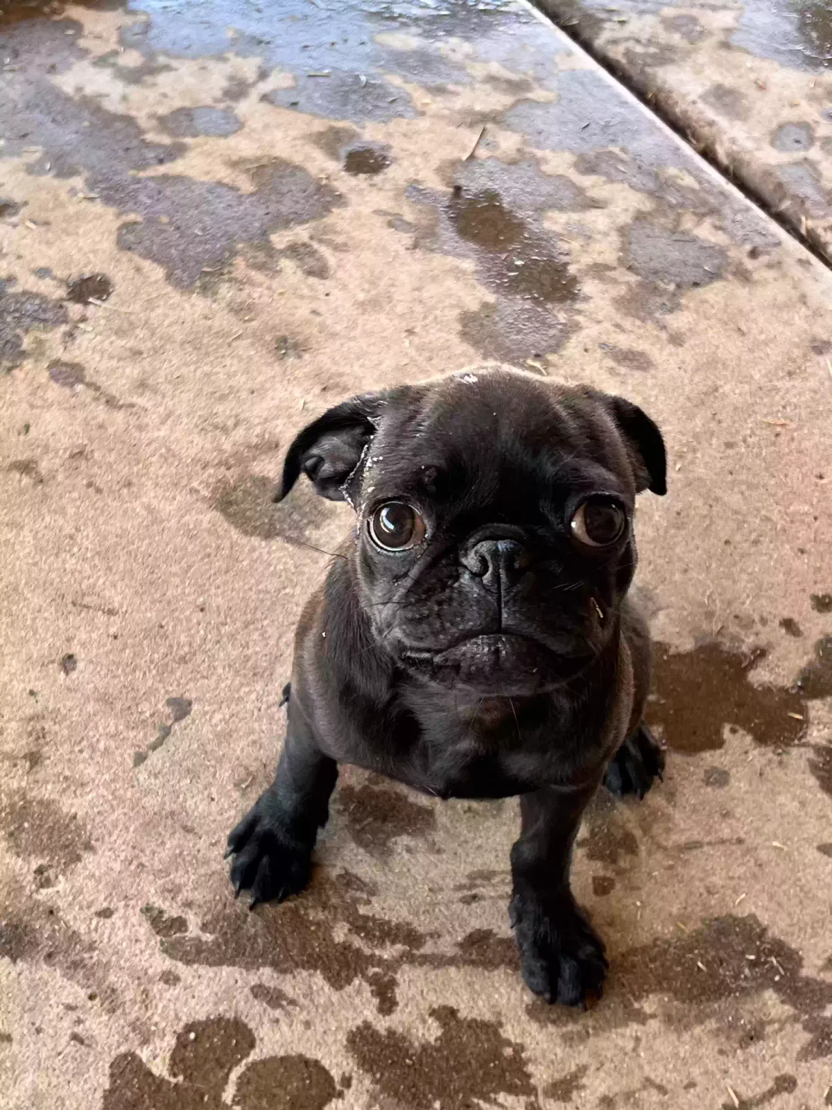 Lost dog in Peoria, AZ, 85345