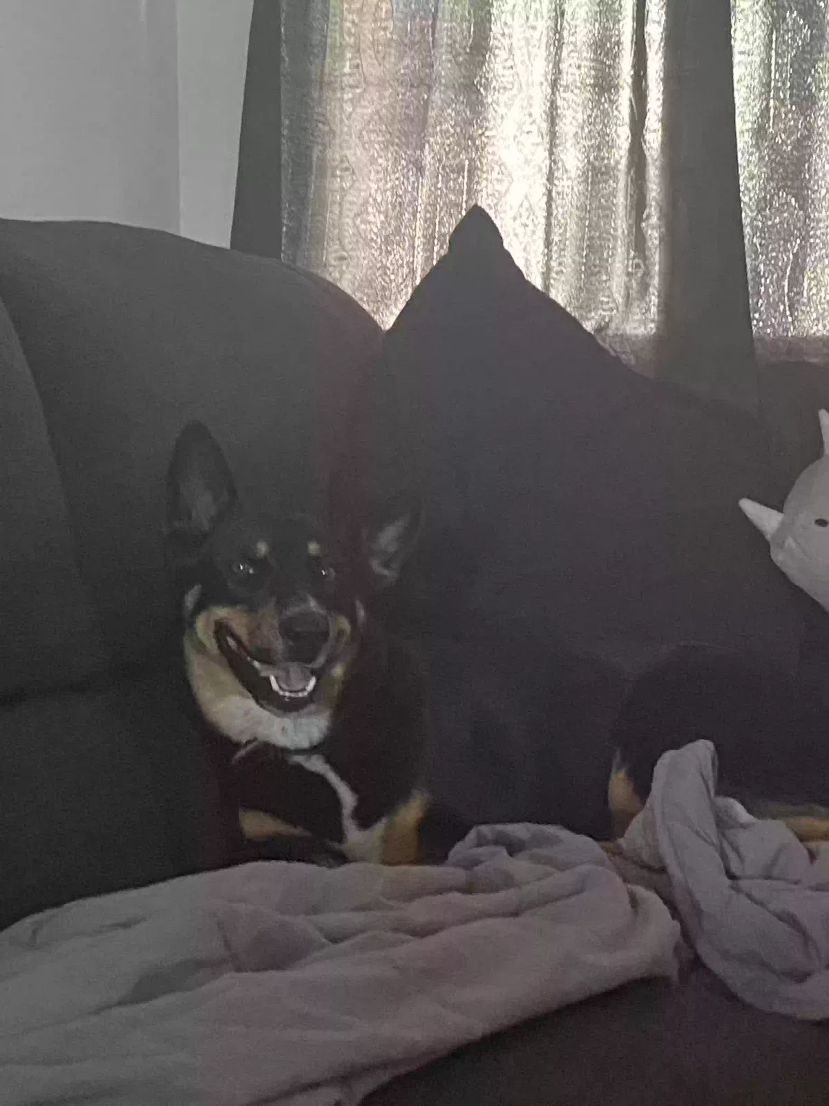 Lost dog in Rancho Palos Verdes, CA, 90275