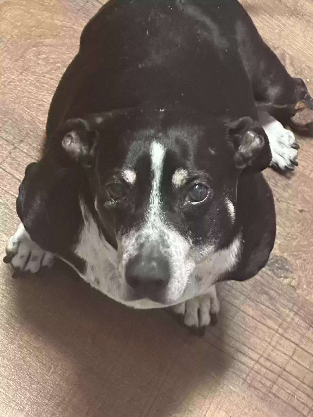 Lost dog in Kemp, TX, 75143