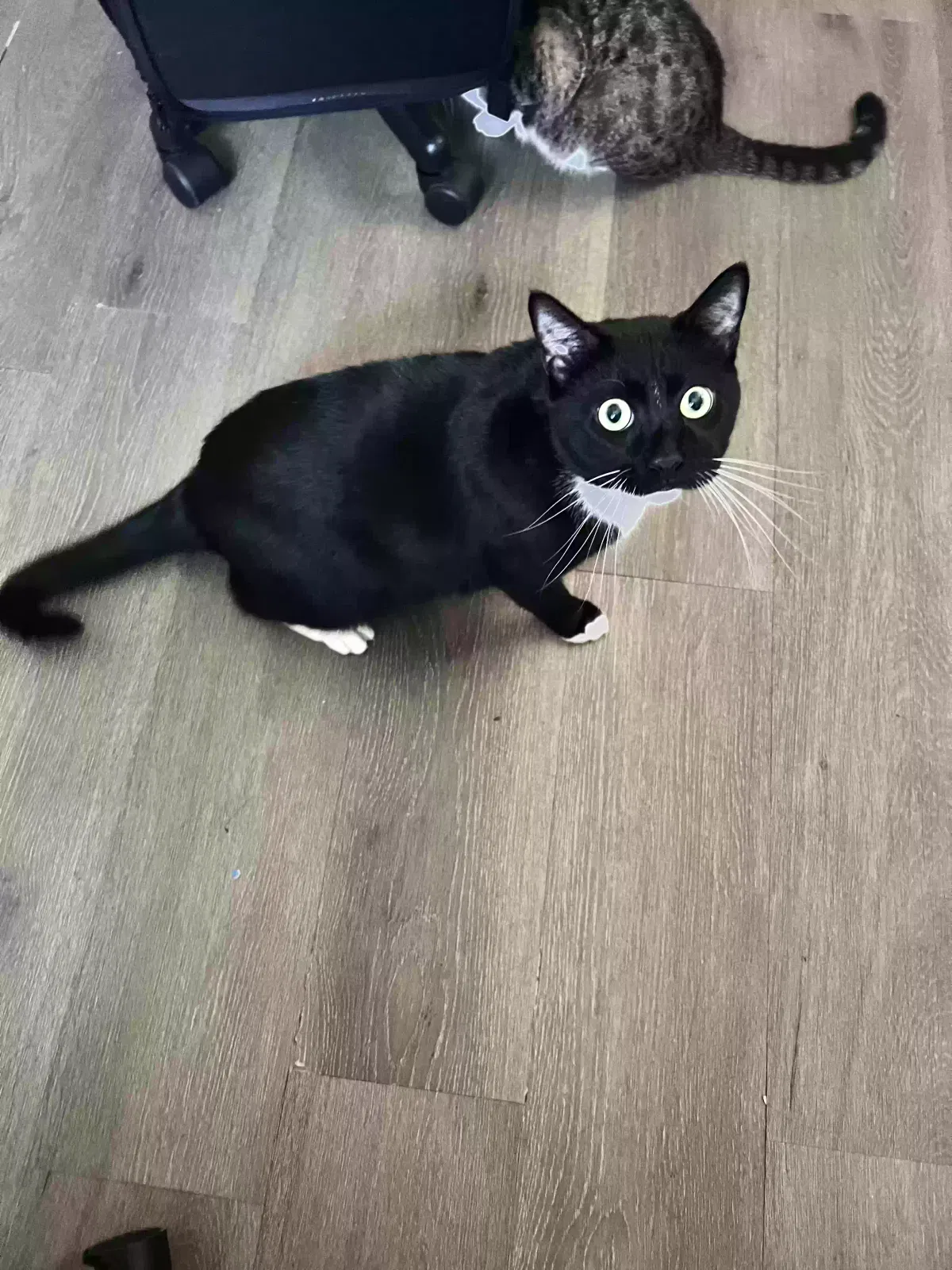 Lost cat in Orlando, FL, 32808