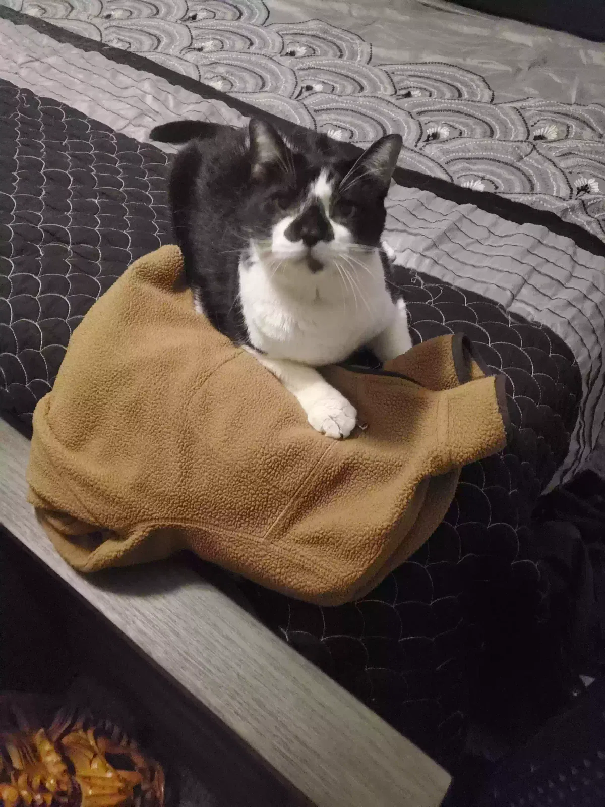 Lost cat in Meridianville, AL, 35759