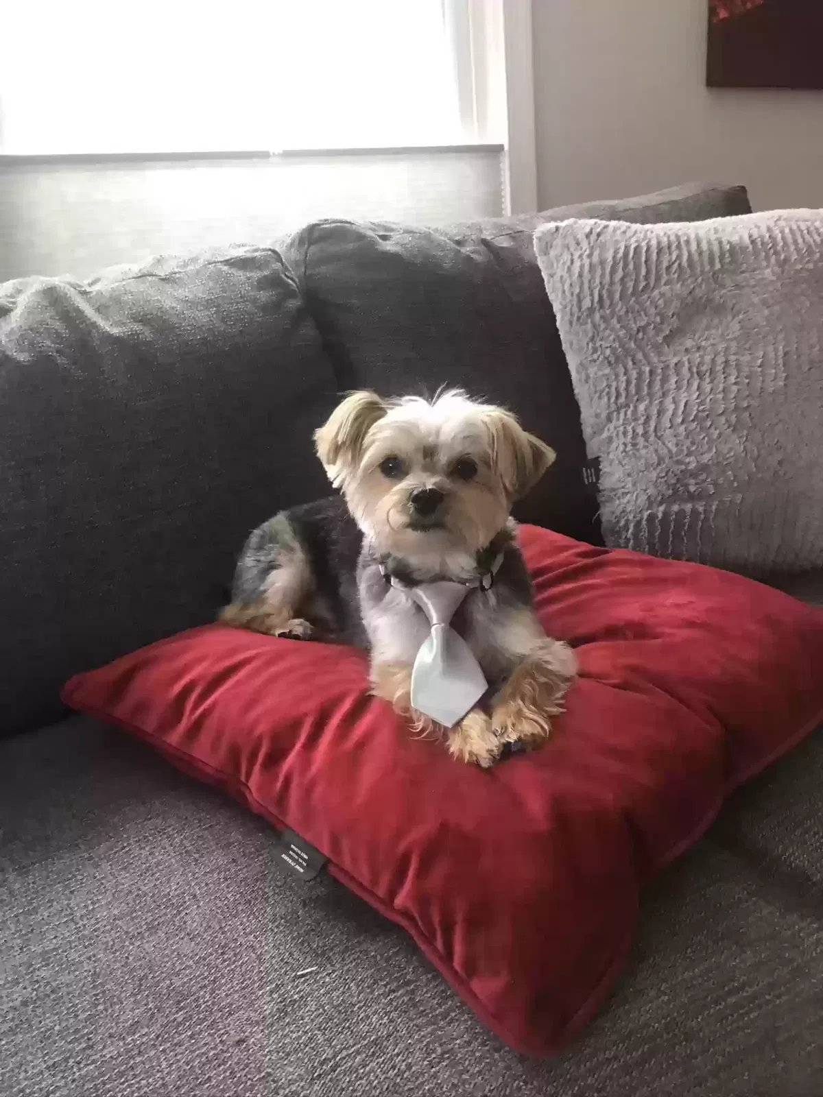 Lost dog in Alexandria, VA, 22304