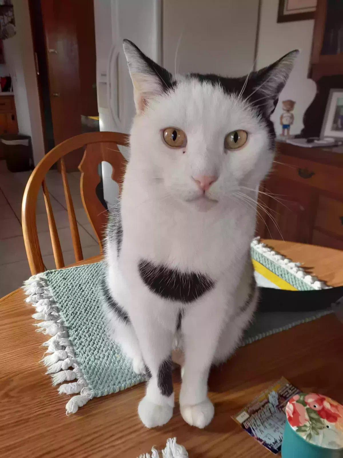 Lost cat in Lexington, KY, 40511