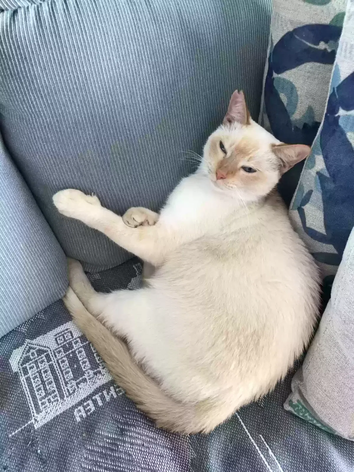 Lost cat in Kailua, HI, 96734