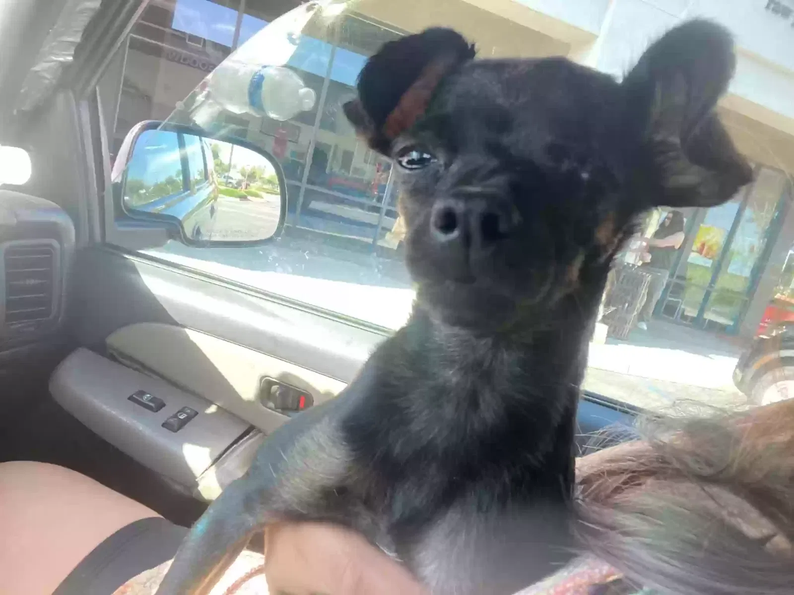 Lost dog in Bloomington, CA, 92316