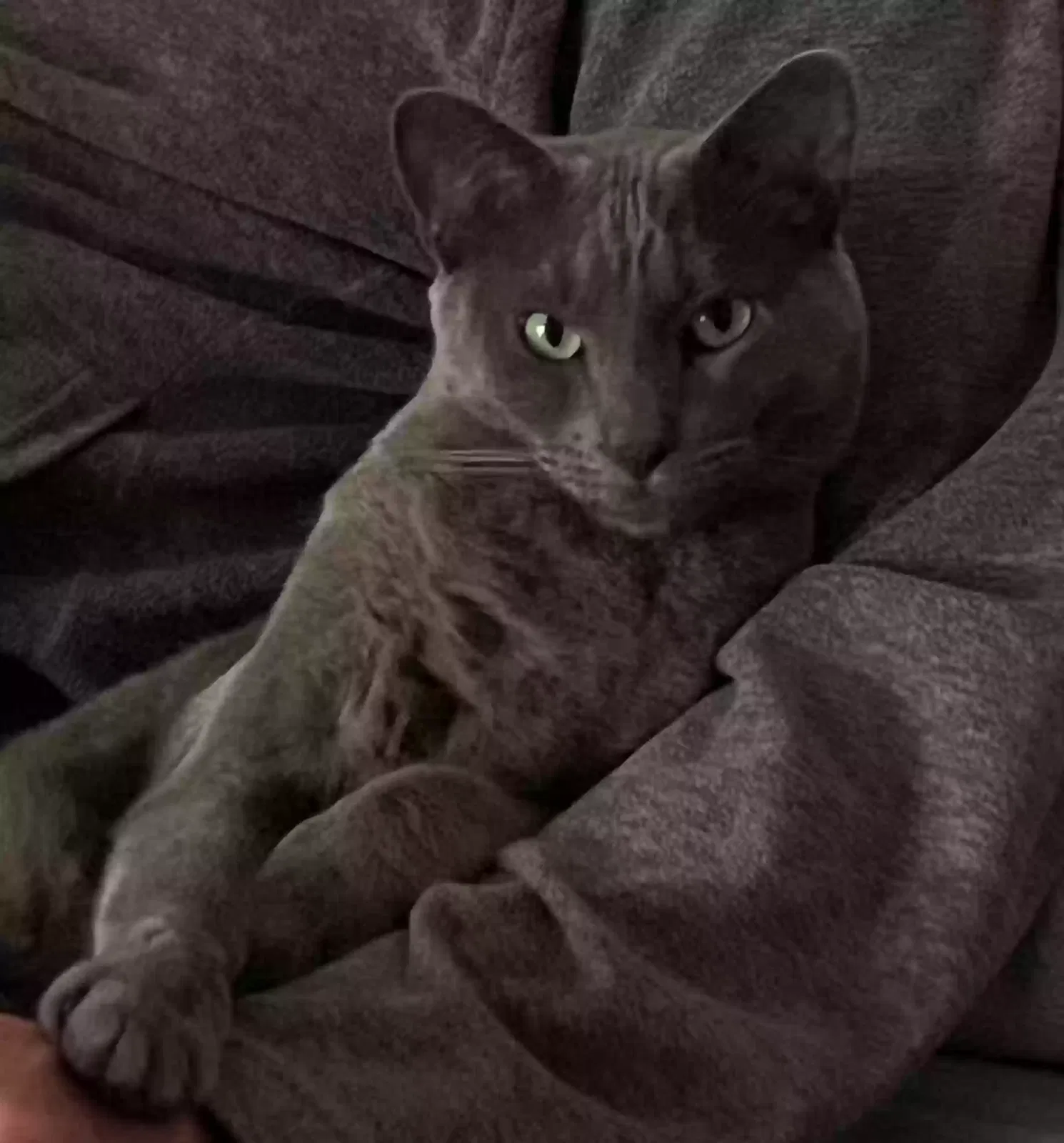 Lost cat in San Jose, CA, 95112